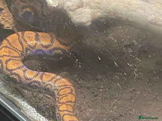 Boa Snake reptiles - Advert 24