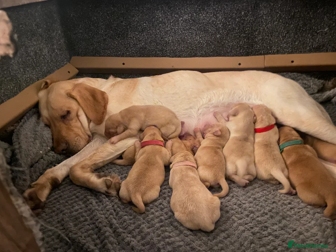 Labrador Retriever dogs for sale: 9 pups Only 4 left, All beautiful boys born 19/01 - Advert 9