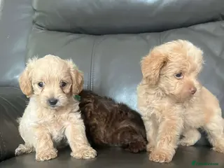 Maltipoo dogs Outstanding toy malti-poo - Advert 3
