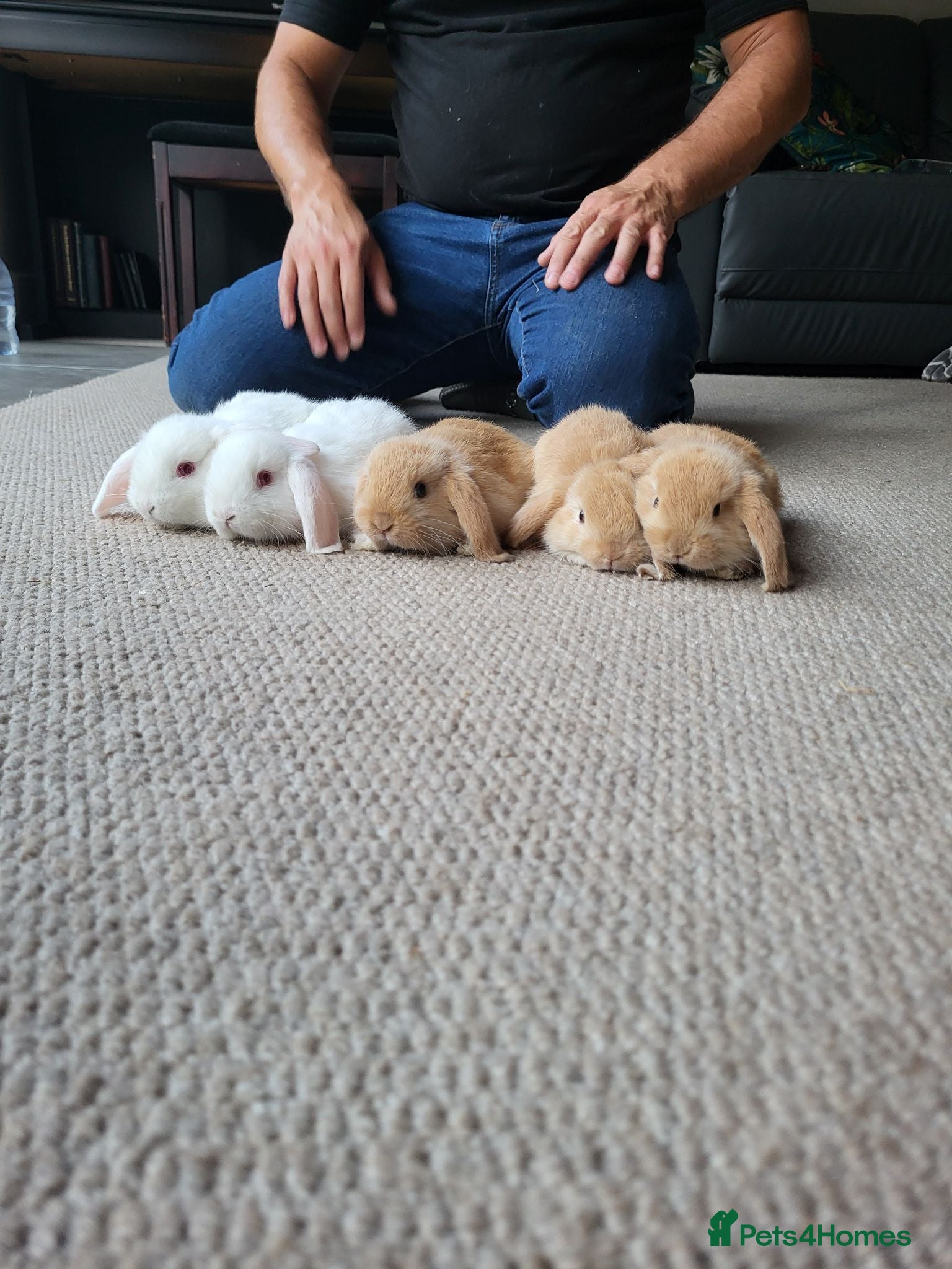 Mini Lop rabbits Mini Lop Bunnies ready for reserve male & female - Advert 1