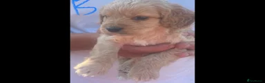Cockapoo 2