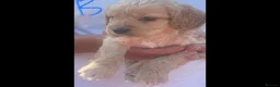 Cockapoo dogs for sale: 5 gorgeous cockapoo puppies  - Advert 6