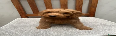Cockapoo 8