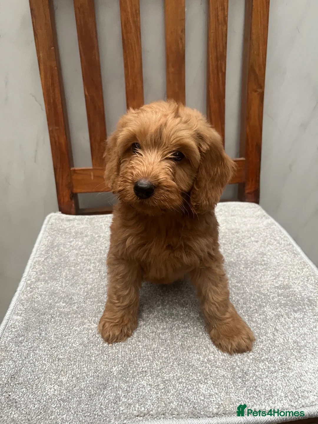 Cockapoo dogs for sale: Cockapoo puppies  - Advert 2