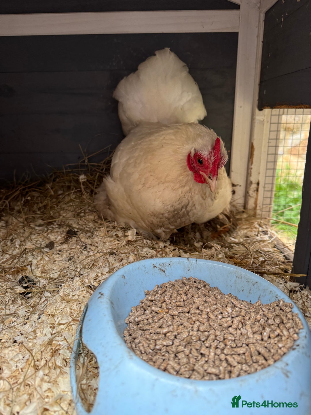 Chickens poultry for sale: Young silkies cockerels & 1 white Pekin hen (£20) - Advert 11