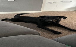 Borador dogs for sale: 11 month collie x Labrador  - Image 3