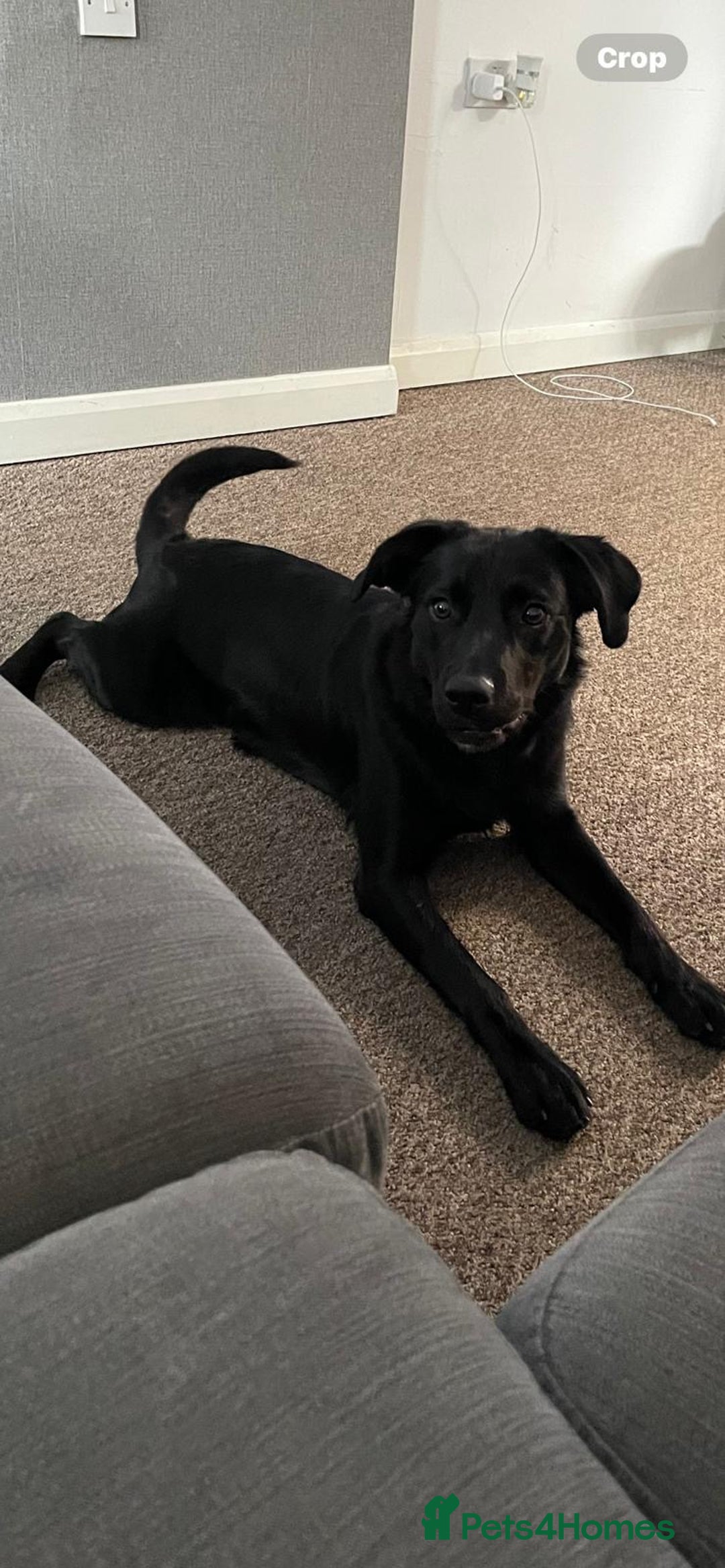 Borador dogs for sale: 11 month collie x Labrador  - Image 3