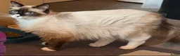 Ragdoll cats for sale: Beautiful Ragdoll female  - Advert 4