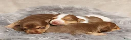Jack Russell dogs for sale: Mini Jack Russell pups  in Chatteris - Advert 2