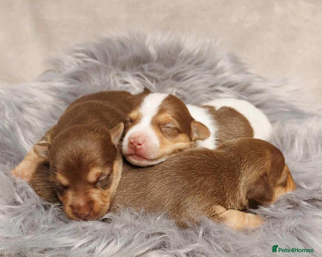 Jack Russell dogs for sale: Mini Jack Russell pups  in Chatteris - Advert 2