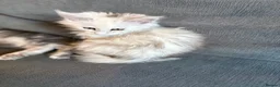 Maine Coon cats for sale: Moonshade Ivory  - Advert 4