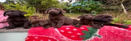 Labrador Retriever dogs for sale: 2 girls available Extenively health Tested READY - Advert 10