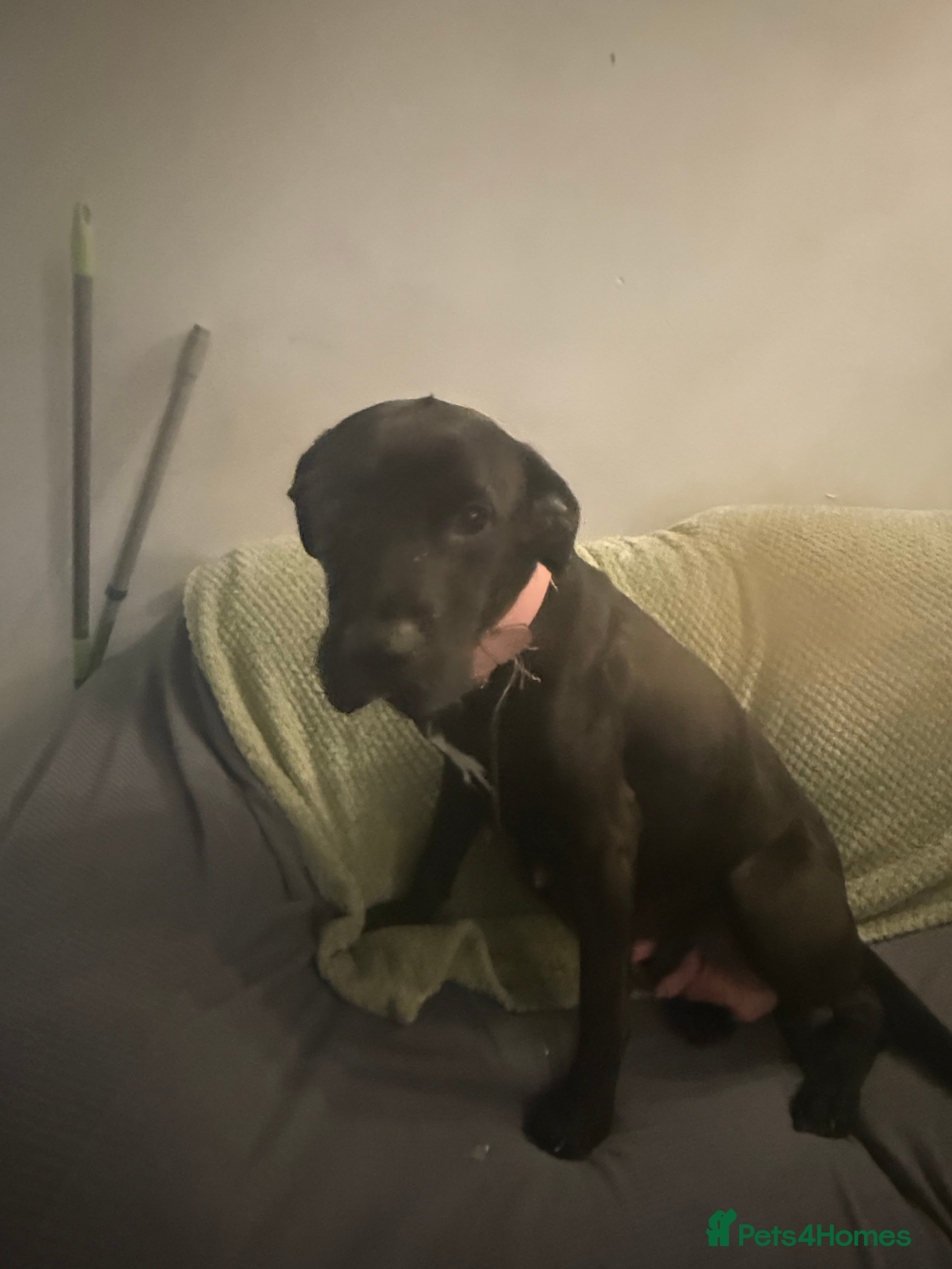 Borador dogs Labadour cross boarder collie  - Advert 5