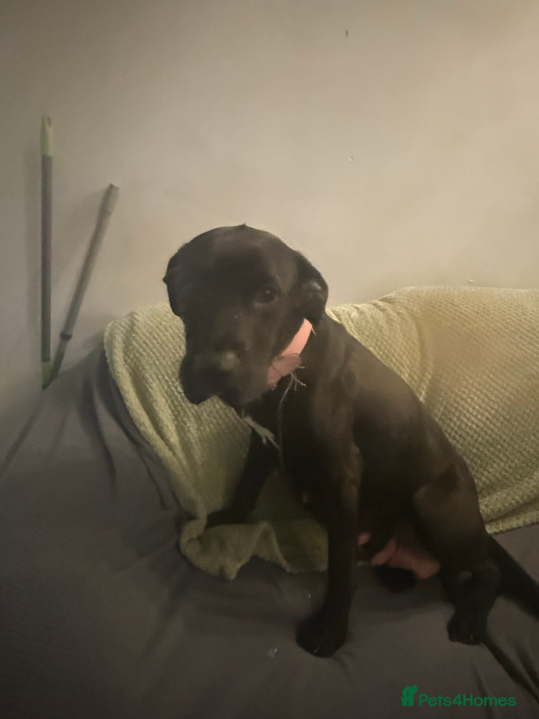 Borador dogs for sale: Labadour cross boarder collie  - Advert 1