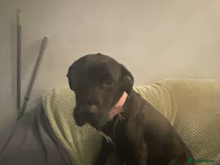 Borador dogs Labadour cross boarder collie - Advert 17