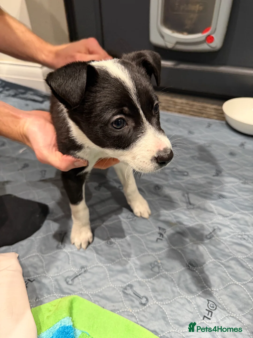 Border Collie dogs for sale: Border Collie Puppies - Advert 10