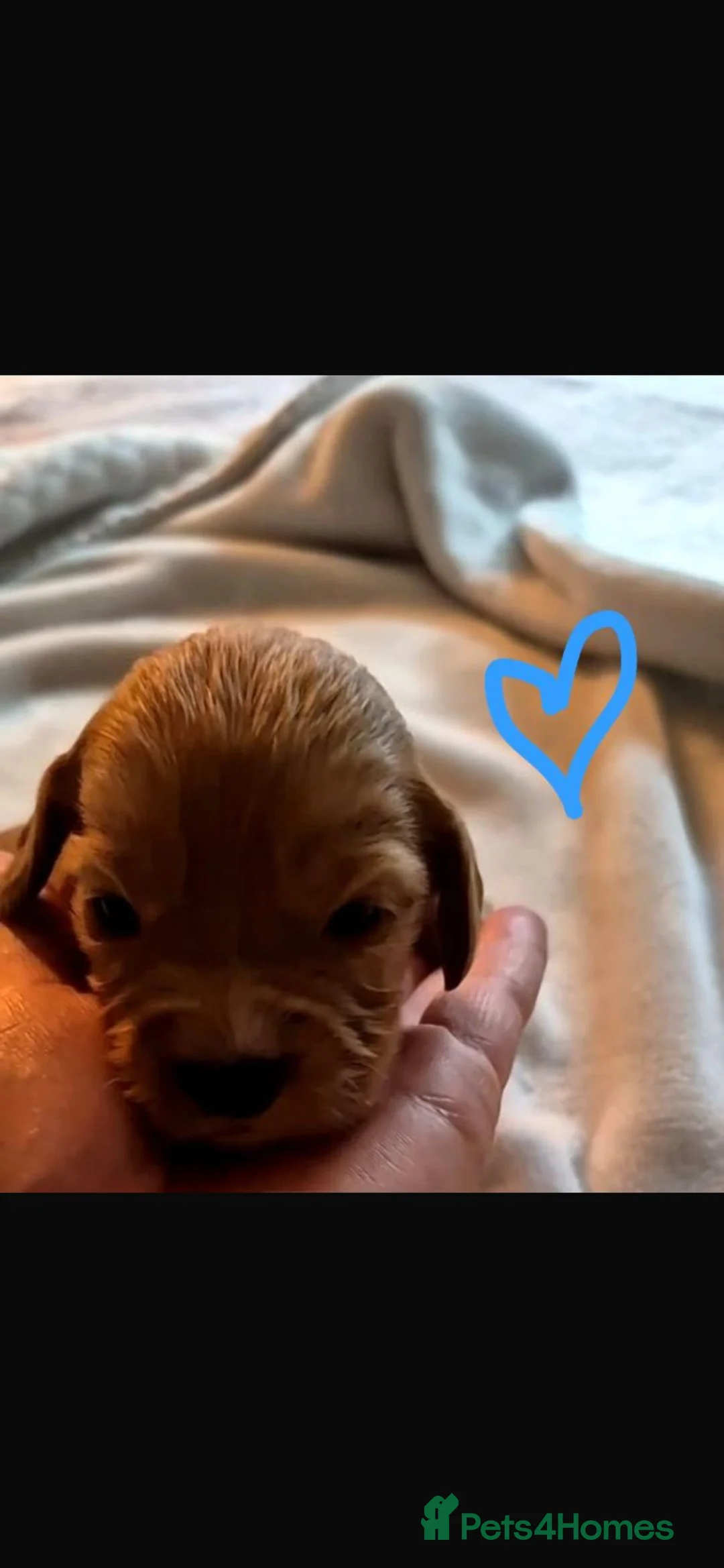 Mixed Breed dogs for sale: Cockalier - Advert 5