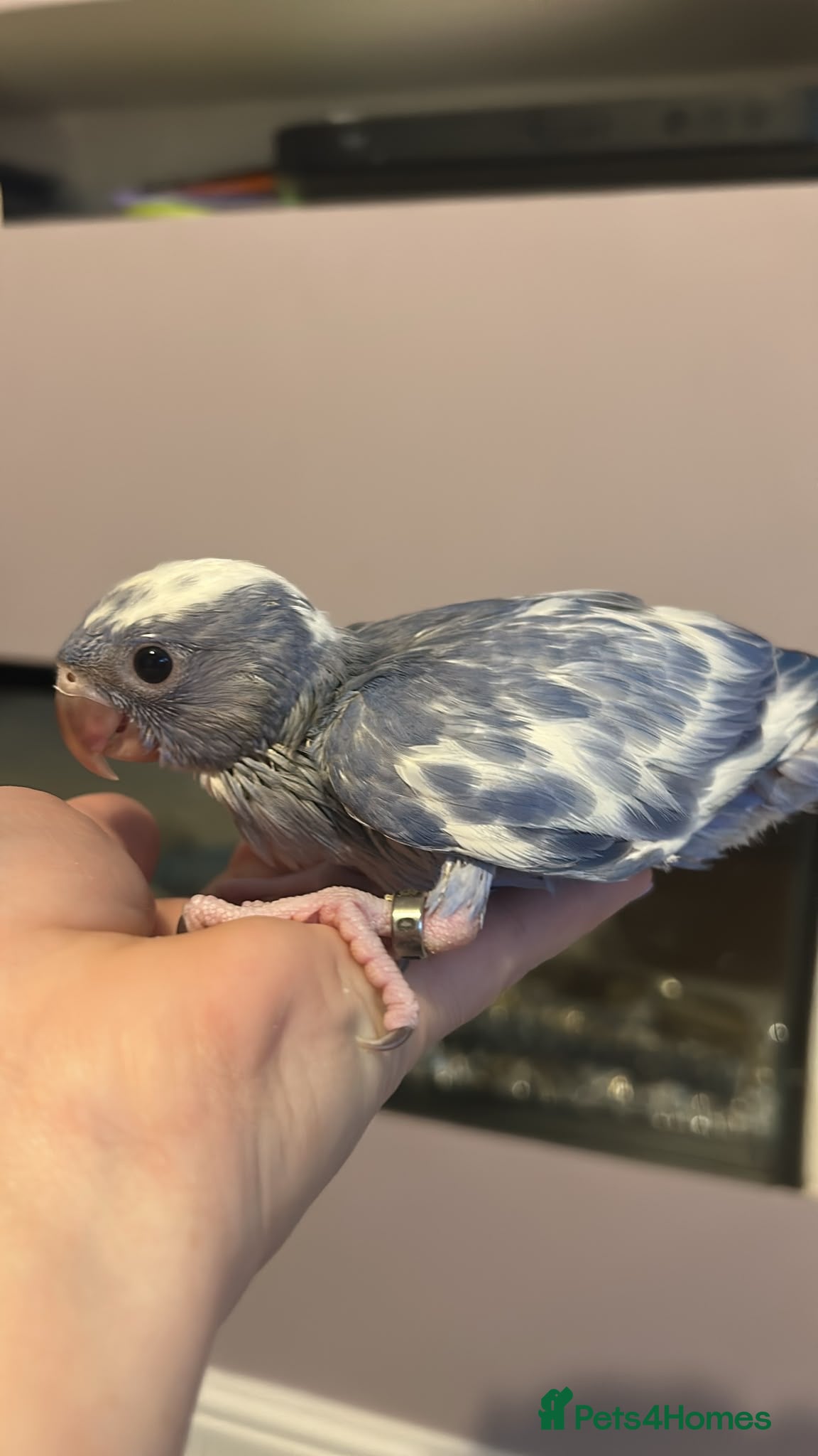 Parakeets birds Baby ringneck for sale  - Advert 1