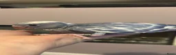 Parakeets birds for sale: Baby ringneck for sale  - Advert 1