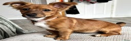 Mixed Breed dogs for sale: Toffee - Advert 2