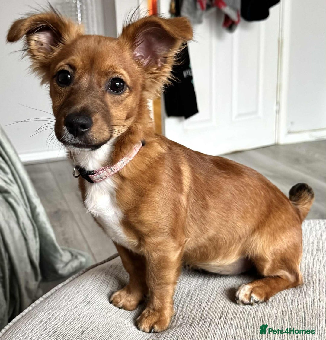 Mixed Breed dogs for sale: Toffee - Advert 2