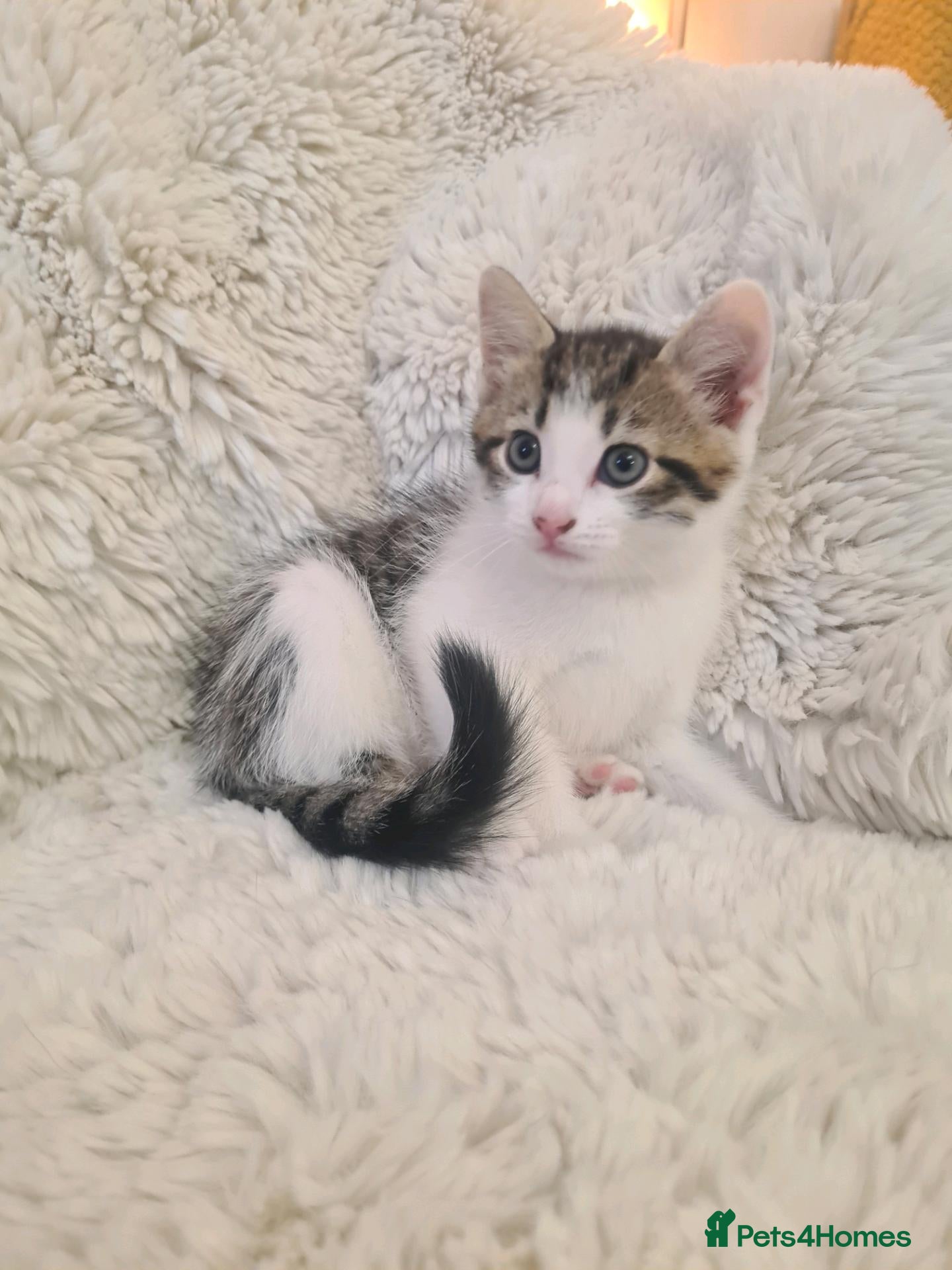 Mixed Breed cats 4 beautiful boys  - Advert 6