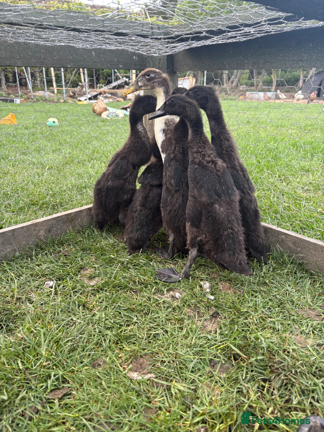 Ducks poultry for sale: Pure black Indian runner ducklings - Advert 1