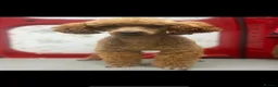 Cavapoo dogs for sale: Beautiful F1 Red Cavapoos- Health Tested - Advert 2