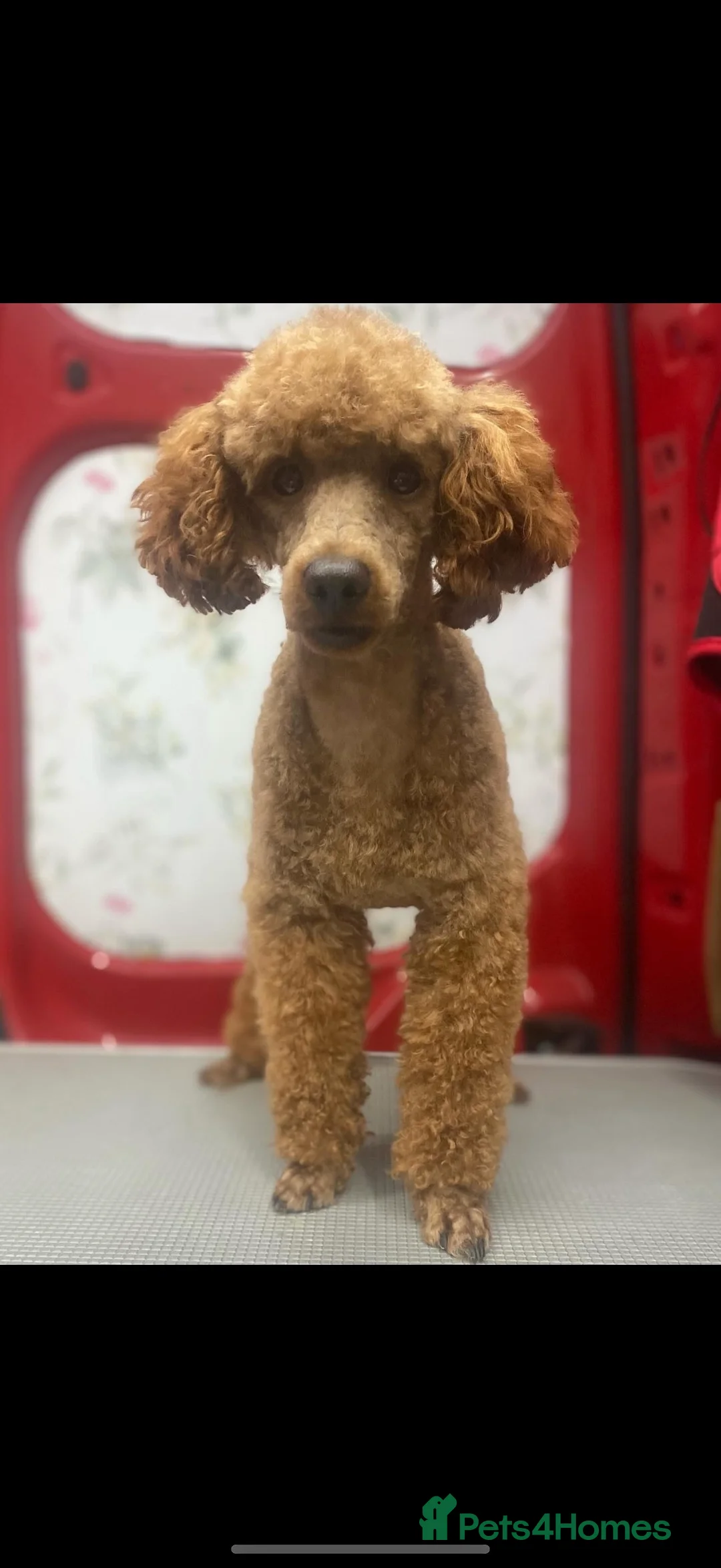 Cavapoo dogs for sale: Beautiful F1 Red Cavapoos- Health Tested - Advert 2