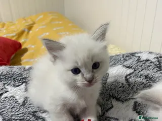 Ragdoll cats Lilac point Ragdoll kitten last Girl ! - Advert 8