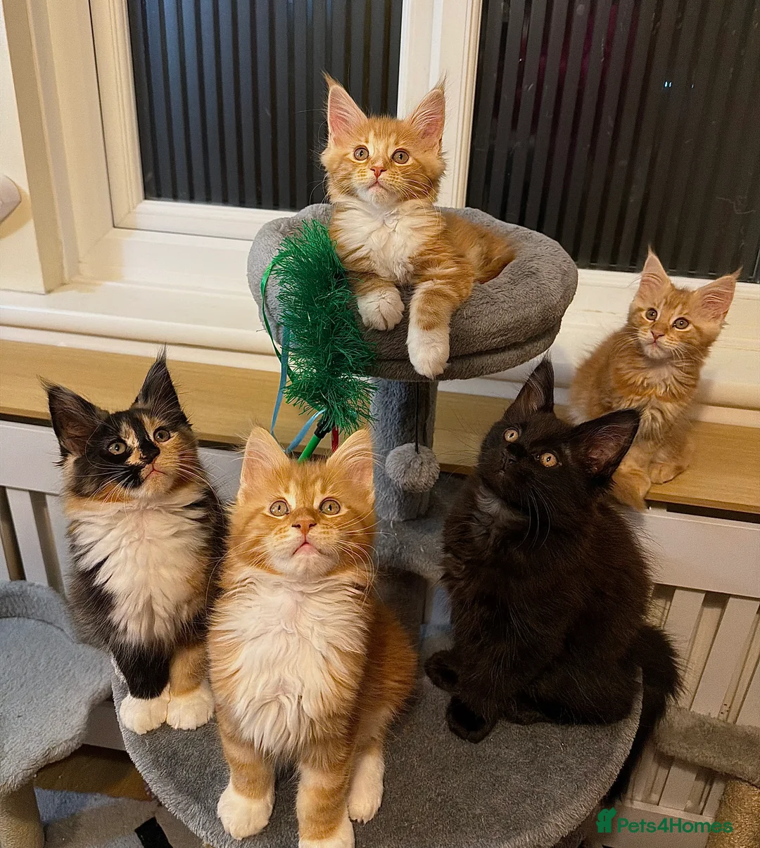 Maine Coon cats for sale: 5 Beautiful Mainecoon Kittens ❤️  - Advert 1