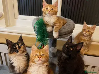 Maine Coon cats 5 Beautiful Mainecoon Kittens ❤️ - Advert 2