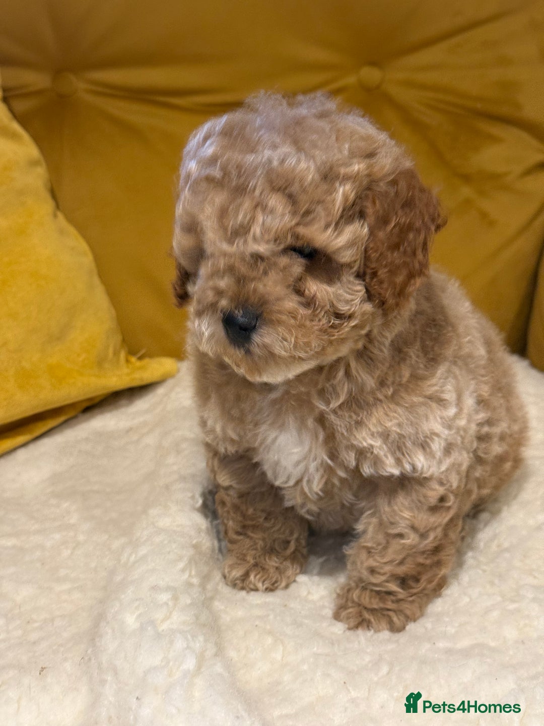 Cockapoo dogs for sale: Absolutely stunning puppies  - Advert 14