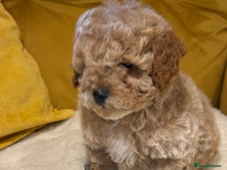 Cockapoo dogs Absolutely stunning puppies - Advert 12