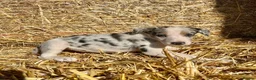 Border Collie dogs for sale: Stunning collie puppies for sale - Advert 4