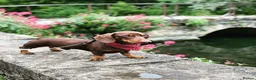 Dachshund dogs for stud: Proven Choc and Tan Dachshund for Stud in Swindon - Advert 4