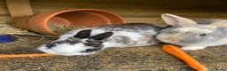 Mixed Breed rabbits for sale: Bonded Mixed Bunnies  - Advert 9