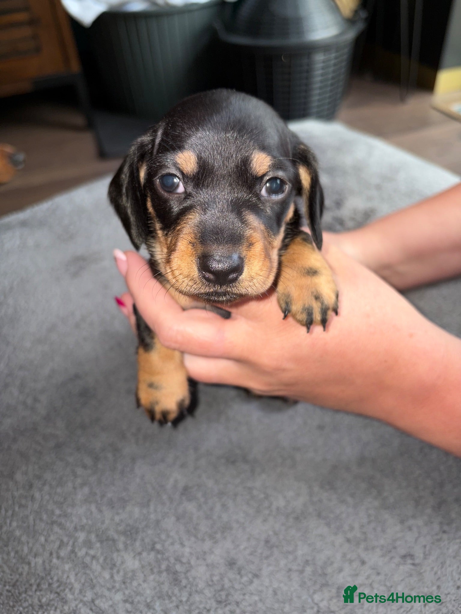 Dachshund dogs Beautiful Dachsunds puppies  - Advert 2