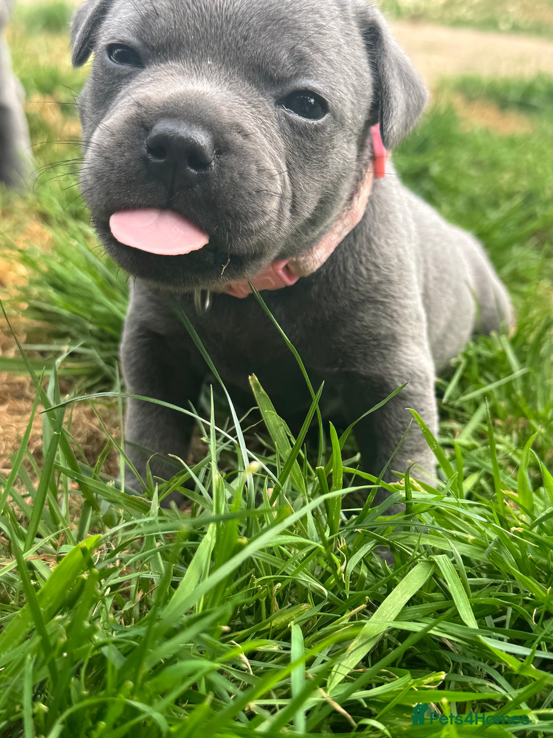 Staffordshire Bull Terrier dogs for sale: STUNNING litter of blue staffy pups - Image 2