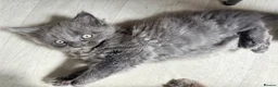 Mixed Breed cats for sale: Beautiful Mixed breed longhair kittens - Advert 14