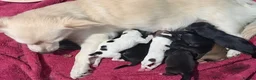Mixed Breed dogs for sale: Beautiful Jack russels  - Advert 8