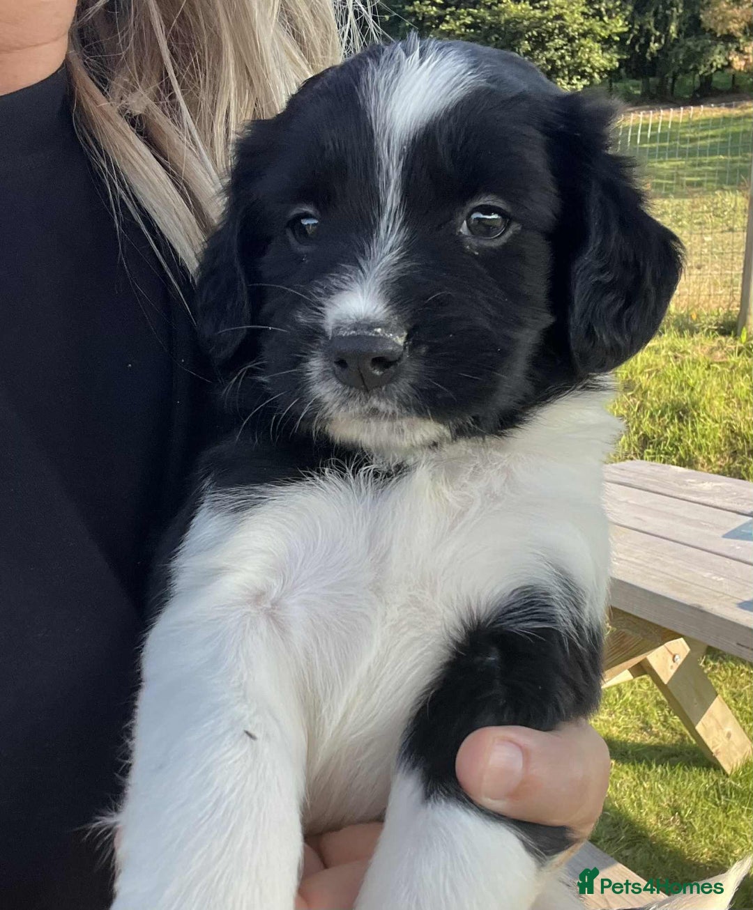 Sprollie dogs for sale: Beautiful Unique Sprollie Puppies - Image 17