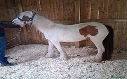 Irish Cob horses for sale: Lady for sale  - Image 2