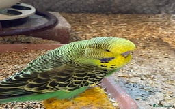 Budgerigars birds for sale: Baby budgies - Image 4