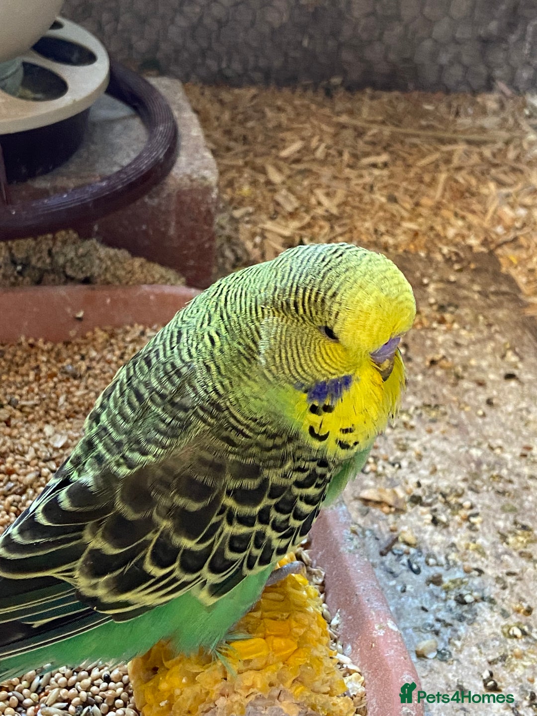 Budgerigars birds for sale: Baby budgies - Image 4