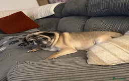 Pug dogs for sale: Older pug looking for loving home  - Image 1
