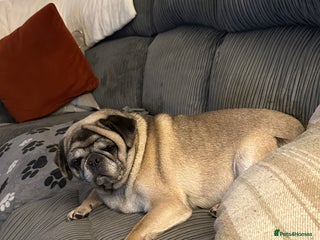 Pug dogs for sale - Advert 1