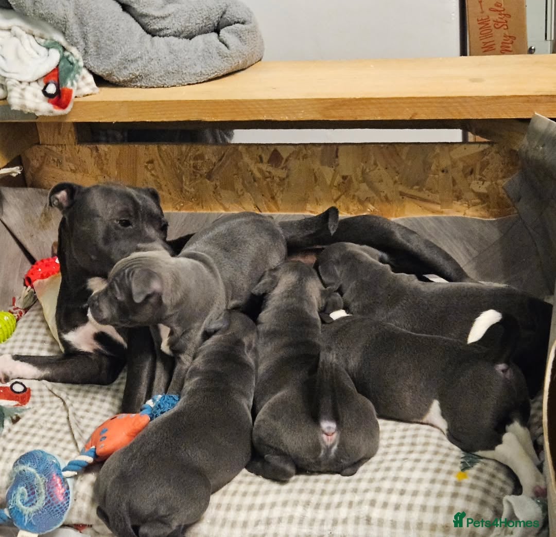 Staffordshire Bull Terrier dogs Beautiful Staffy Puppies  - Advert 1