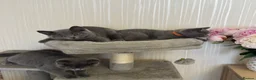 British Shorthair cats for sale: Beautiful  Blue British Shorthair Kittens  - Advert 9