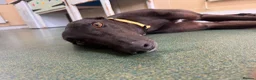 Greyhound dogs for adoption: Oliver - Advert 7